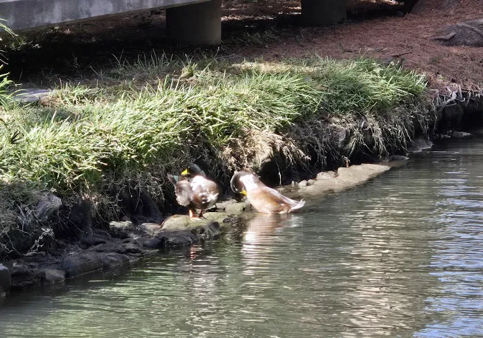 Waterwalk San Antonio at The Rim 5