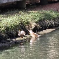 Waterwalk San Antonio at The Rim ico