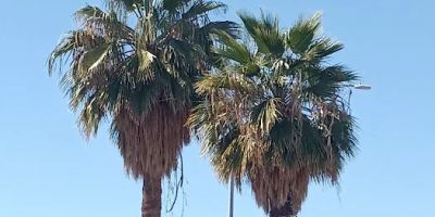 OYO Hotel Mesa AZ Downtown East
