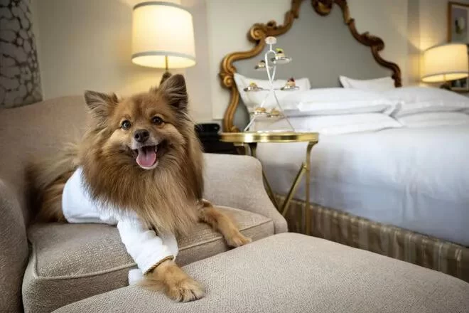 Top Pet-Friendly Hotels in the USA for Your Next Vacation