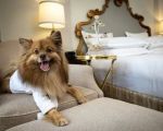 Top Pet-Friendly Hotels in the USA for Your Next Vacation
