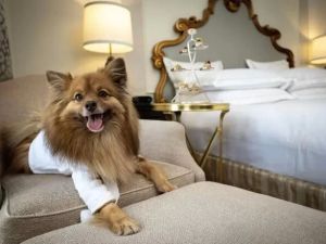 Top Pet-Friendly Hotels in the USA for Your Next Vacation