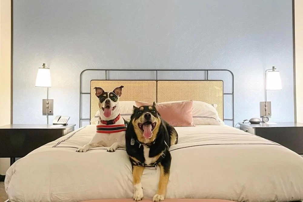 Discover Pet-Friendly Hotels with No Extra Fees for a Hassle-Free Stay
