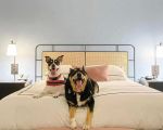 Discover Pet-Friendly Hotels with No Extra Fees for a Hassle-Free Stay
