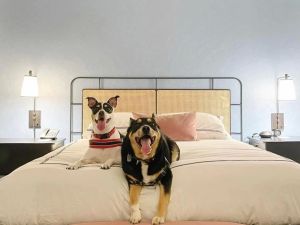 Discover Pet-Friendly Hotels with No Extra Fees for a Hassle-Free Stay