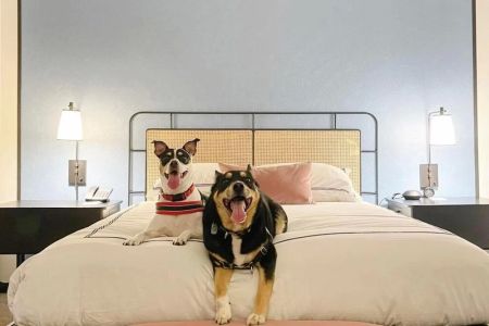 Discover Pet-Friendly Hotels with No Extra Fees for a Hassle-Free Stay