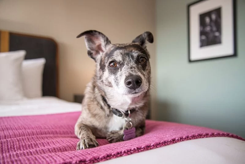 Pet-Friendly Hotels with No Extra Fees for Stress-Free Travel