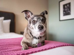 Pet-Friendly Hotels with No Extra Fees for Stress-Free Travel