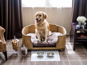 Pet-Friendly Hotels with Dog Parks: The Perfect Stay for You and Your Dog