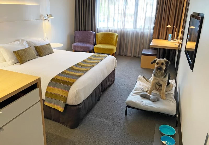 Hotels Near Me with Pet-Friendly Rooms: Your Guide to Comfortable Stays