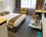 Hotels Near Me with Pet-Friendly Rooms: Your Guide to Comfortable Stays