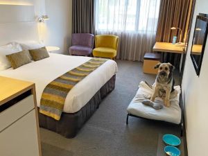 Hotels Near Me with Pet-Friendly Rooms: Your Guide to Comfortable Stays