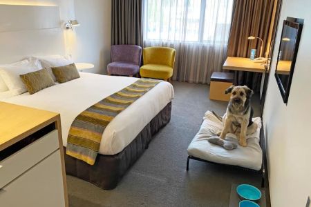 Hotels Near Me with Pet-Friendly Rooms: Your Guide to Comfortable Stays