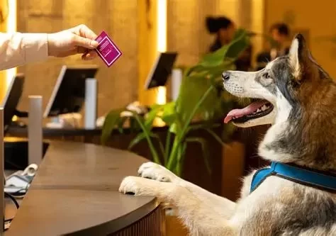 Pet-Friendly Hotels in the USA: Travel Without Leaving Your Pet Behind