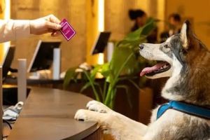 Pet-Friendly Hotels in the USA: Travel Without Leaving Your Pet Behind