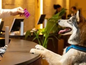 Pet-Friendly Hotels in the USA: Travel Without Leaving Your Pet Behind