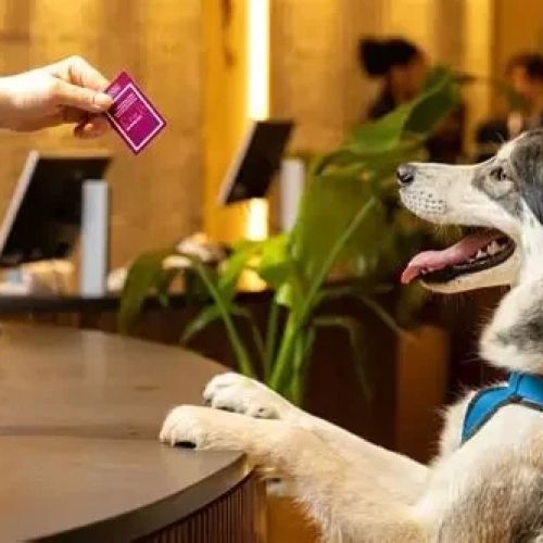 Pet-Friendly Hotels in the USA: Travel Without Leaving Your Pet Behind