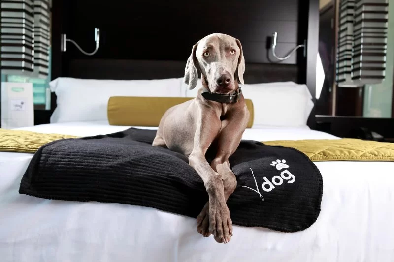 Pet-Friendly Hotels in the USA: Where You and Your Pet Can Stay Comfortably