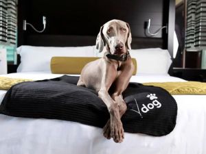 Pet-Friendly Hotels in the USA: Where You and Your Pet Can Stay Comfortably