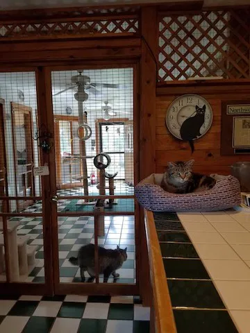 Cats Cozy Inn 4