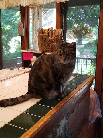Cats Cozy Inn 4