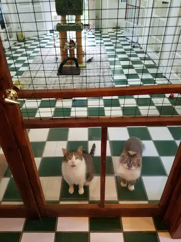Cats Cozy Inn 4