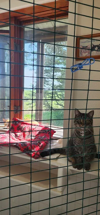 Cats Cozy Inn 4