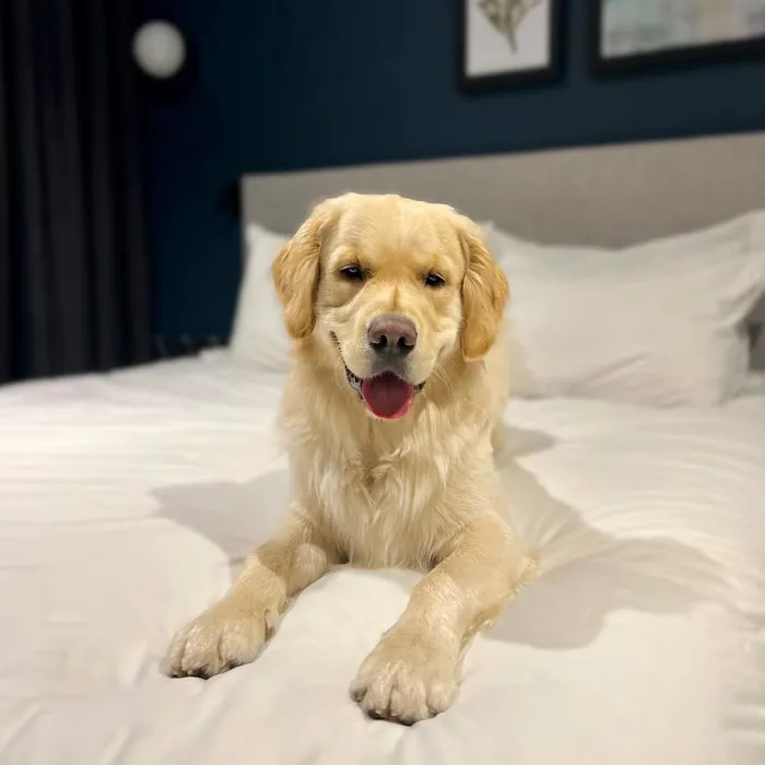 Staybridge Suites Rockford, an IHG Hotel 4