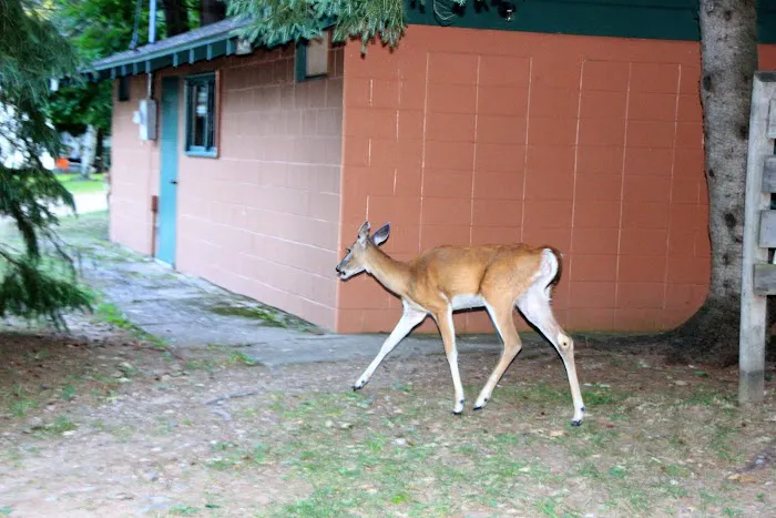 Maple View Resort & Campground 4