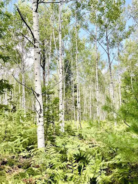 Pinecrest Northwoods 4