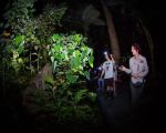 Hotels That Host Nighttime Botanical Walks: Exploring Nature After Dark