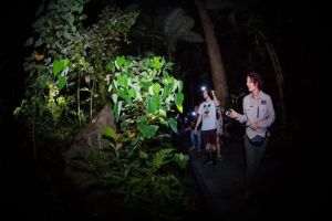 Hotels That Host Nighttime Botanical Walks: Exploring Nature After Dark
