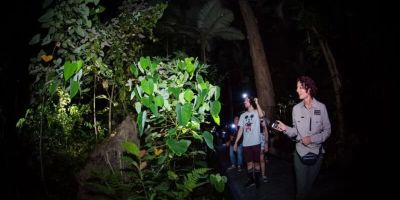 Hotels That Host Nighttime Botanical Walks: Exploring Nature After Dark