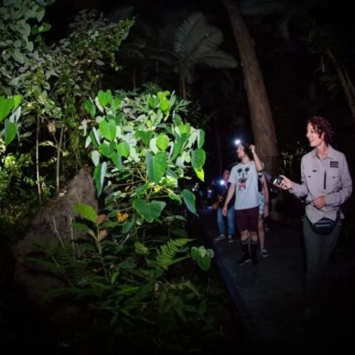 Hotels That Host Nighttime Botanical Walks: Exploring Nature After Dark